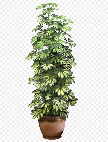 Houseplant Flowerpot Clip art - plant 