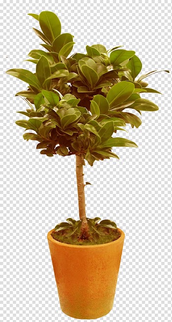 Houseplant Flowerpot , flowerpot transparent background PNG clipart