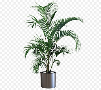 Houseplant Flowerpot Gardening Tree - Indoor plant potted plants 