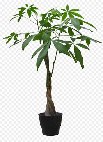 Houseplant Flowerpot Guiana Chestnut - HD plant pot 