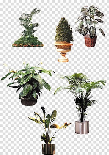 Houseplant Flowerpot Tree, Exotic vegetation transparent background PNG clipart