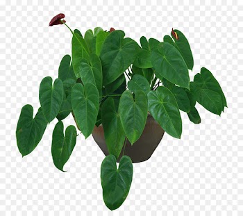 Houseplant Flowerpot Vase - Indoor plant potted plants 