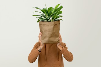 Houseplant in sustainable packaging plant… | Free stock photo | High Resolution image