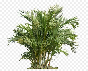 Houseplant Indoor air quality Gardening Health - Palm Plant Png The Areca Palm 