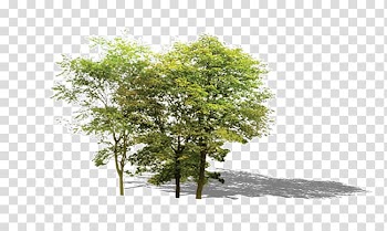 Houseplant Leaf, tree transparent background PNG clipart