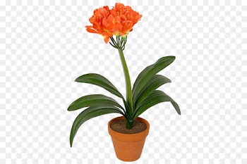 Houseplant Plants Ardisia crenata Clivia Saint Petersburg - plants 
