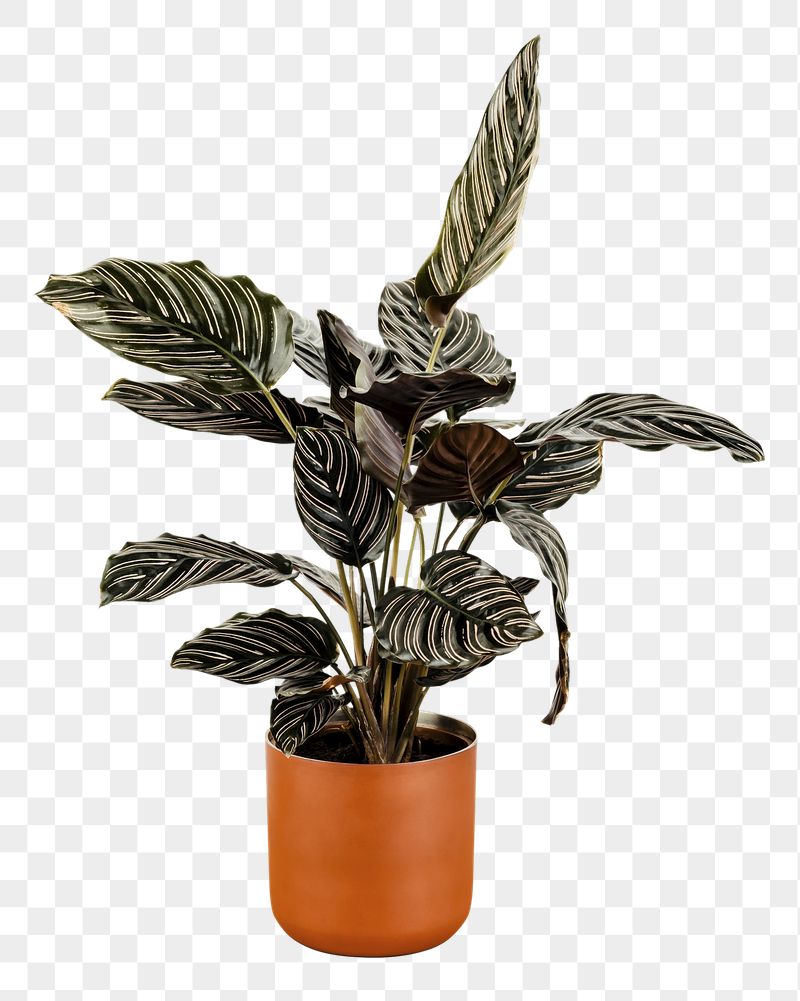 Houseplant png sticker, home decor | Free PNG - rawpixel