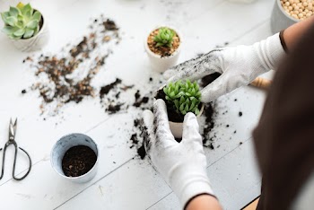 Houseplant repotting DIY gardening activity… | Free stock photo | High Resolution image