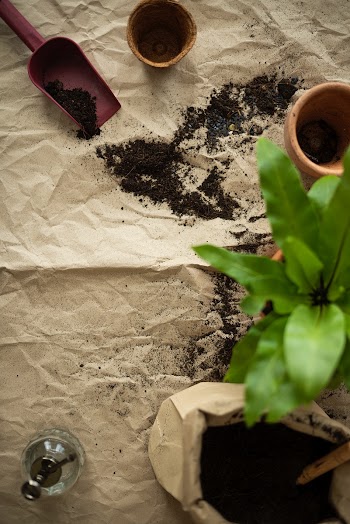 Houseplant soil for plant potting | Free stock photo | High Resolution image