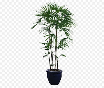 Houseplant Tree - Potted plants 