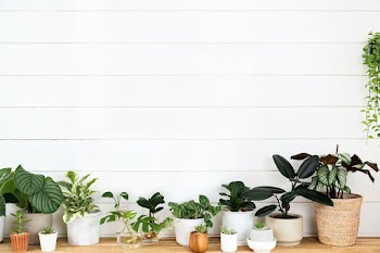Houseplants with blank white wooden wall | Free stock photo | High Resolution image