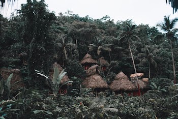 Houses in Forest
