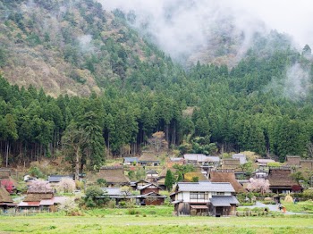Houses Near Trees