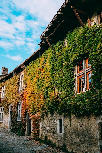 Houses With Vines on the Wall