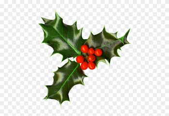 Houx Gui / - Christmas Holly Transparent Png