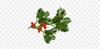 Houx Gui / - Leaf