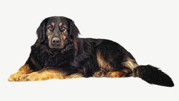 Hovawart dog collage element psd | Free PSD - rawpixel
