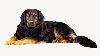 Hovawart dog, pet isolated design | Free Photo - rawpixel