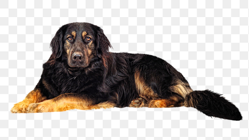 Hovawart dog png sticker, transparent | Free PNG - rawpixel