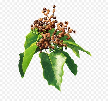 Hovenia Dulcis, Extract, Ampelopsin, Leaf, Plant PNG