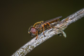 Hoverfly
