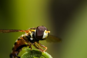 Hoverfly in Green