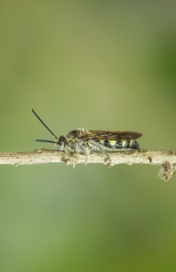 Hoverfly on Tree Branch