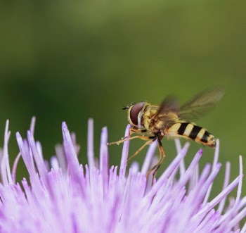 Hoverfly over pink thistle. Free | Free Photo - rawpixel