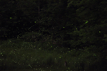 How does nanoscale chemistry make fireflies glow brightly ...