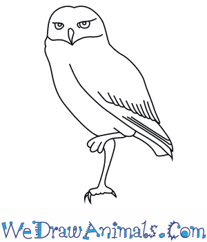 How to Draw a Burrowing Owl