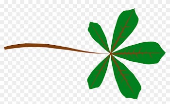 How To Draw A Leaf - Palmate Leaf