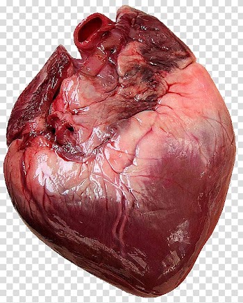 How Your Heart Works Human body Anatomy Thorax, heart transparent background PNG clipart