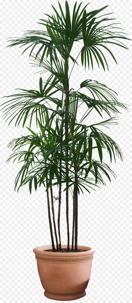 Howea forsteriana Flowerpot Houseplant - Green leaves Potted Plant 