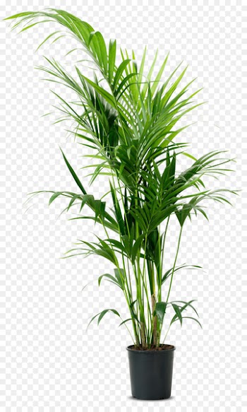 Howea forsteriana Houseplant Flowerpot Chamaedorea elegans - palm plants 