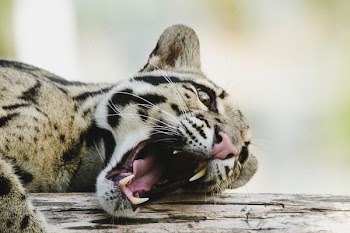 howling bengal cat