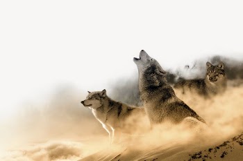 Howling wolf border collage element, | Free PSD - rawpixel
