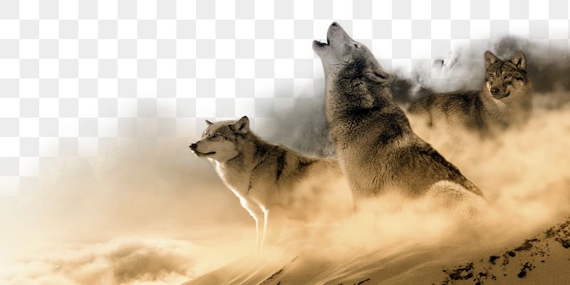 Howling wolf png border sticker, | Free PNG - rawpixel