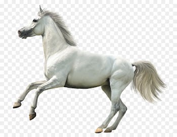 Howrse Horse Animal Rendering - Whitehorse 