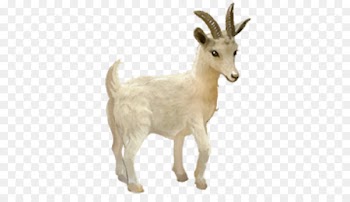 Howrse Horse Goat YouTube - horse 