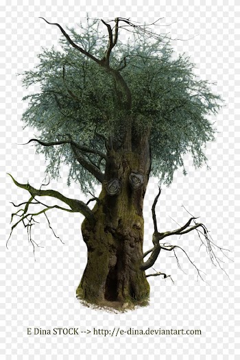 Hq Png Stock Tree Man By E-dinaphotoart - Tree