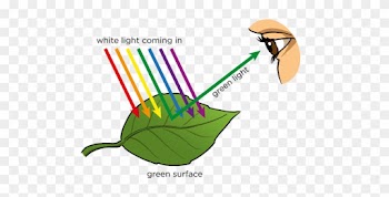 Http - //www - Mstworkbooks - Co - Za/natural Gd 0027 - Do We See Objects