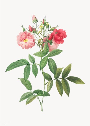 Hudson rose in bloom | Free stock vector - 574091