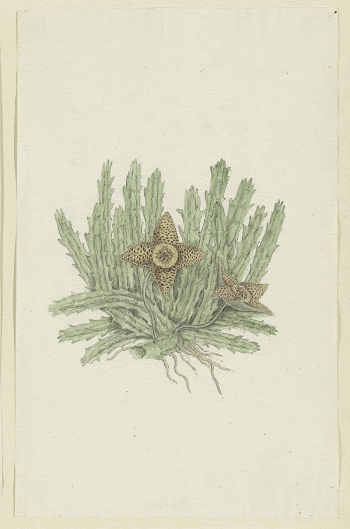 Huernia namaquensis Pillans. (Namaqua carrion-flower) | Free Photo - rawpixel