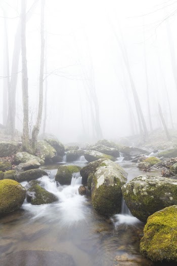 Hughes River, forest stream background. | Free Photo - rawpixel