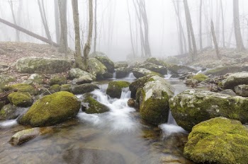 Hughes River, forest stream background. | Free Photo - rawpixel