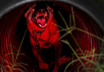 Hulk, a military working dog | Free Photo - rawpixel