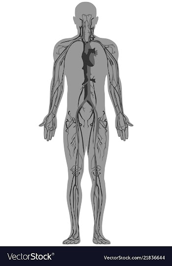 Human anatomy circulatory system vector image