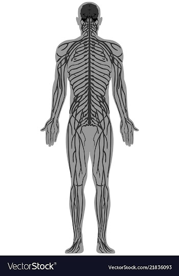Human anatomy nervous system vector image