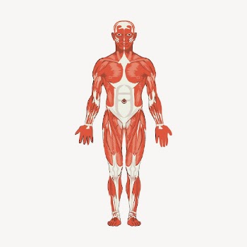 Human body anatomy clipart, vintage | Free Vector - rawpixel
