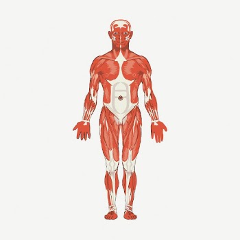Human body anatomy collage element, | Free PSD - rawpixel